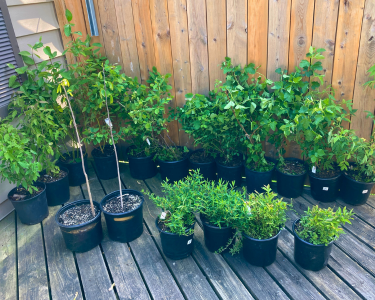 shrub bundle, consisting of a number of shrubs still in containers