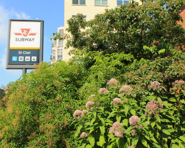 St. Clair Garden at TTC St. Clair Station (Pleasant Blvd. Entrance)