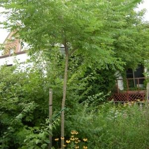 © 2008 LEAF(Kentucky coffeetree and other native species planted in a yard)