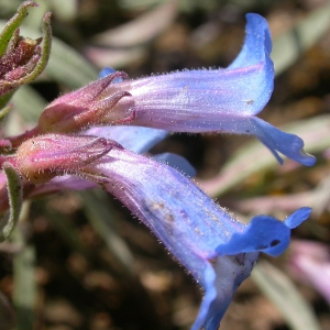 Picture of the hairy beardtongue flowwer(© 2009 Matt Lavin / CC BY-SA 2.0)