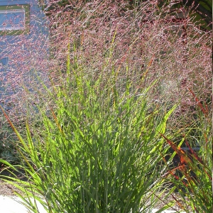 Picture of switchgrass in bloom(© 2009 Matt Lavin / CC BY-SA 2.0)