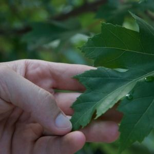 Arborist assessing health of leaf(© 2010 Matthew Higginson / LEAF)