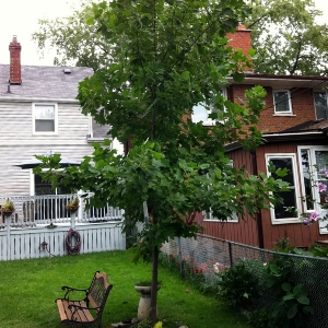 Bench in the shade of a backyard tree(© 2011 LEAF)