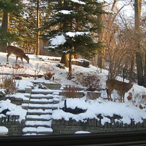 Deer grazing in a backyard(© 2011 LEAF client)