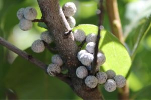 Bayberry fruit on the branch(© 2015 Brenna Anstett / LEAF)