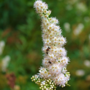 Picture of meadowsweet flower cluster(© 2015 Brenna Anstett / LEAF)