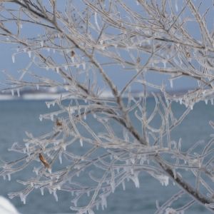 Branch covered in ice(© 2015 LEAF)