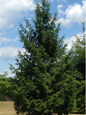 Majestic white spruce(© 2016 Brenna Anstett / LEAF)