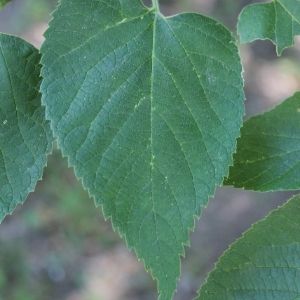 Close up of leaf with serrated edges(© 2016 Brenna Anstett / LEAF)