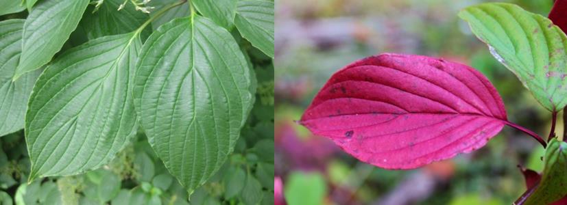 spring and fall pagoda dogwood leaves(© 2016 Brenna Anstett / LEAF)