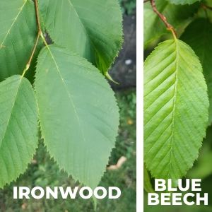 ironwood leaves next to blue beech leaves(© 2016 Brenna Anstett / LEAF)