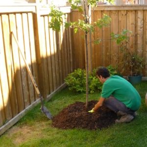 man placing mulch ring around a tree(© 2016 Brenna Anstett / LEAF)