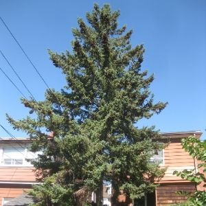 White spruce in a backyard(© 2016 Brenna Anstett / LEAF)