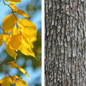 yellow fall leaves and close up of rough bark(© 2016 David Slaughter & Brenna Anstett / LEAF)