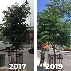 Side-by-side of the same tree in 2017 and 2019(© 2017 Adrian Curran / LEAF & 2019 Darya Shimwary / LEAF)