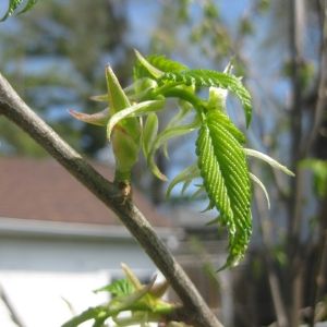 American elm bud burst(© 2018 Brenna Anstett / LEAF)