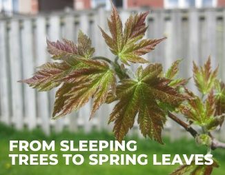 Bud break of Freeman maple