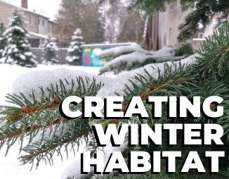 White spruce in the snow, reads "Creating Winter Habitat"