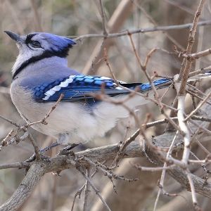 Blue jay on a tree branch(© 2018 David Slaughter / LEAF)