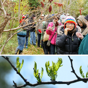 © 2018 Kanchan Maharaj & David Slaughter / LEAF: participants tasting sumac fruit and leafing branch in the spring ( © 2018 Kanchan Maharaj & David Slaughter / LEAF)