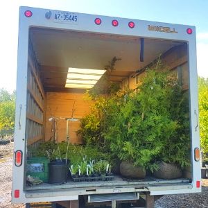 Cube truck full with trees, shrubs and perennials for planting and delivery by LEAF(© 2019 Adriana Rezai-Stevens / LEAF)