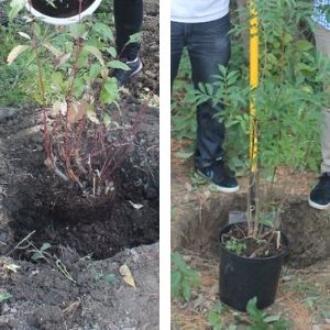 Putting the root system of young shrubs and trees into holes in the ground(© 2019 Ben Freeman)