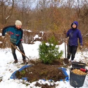 LEAF Residential Planting Programs staff planting(© 2019 Brenna Anstett / LEAF)