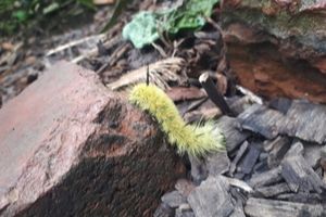 American dagger caterpillar in the LEAF Learning Garden(© 2019 Brian Millward / LEAF)