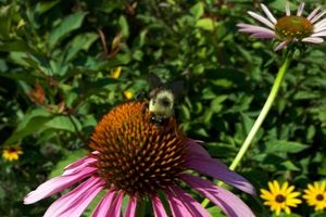 Bumble bee on a purple coneflower(© 2019 Brian Millward / LEAF)