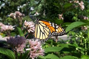 Monarch butterfly on Joe Pye weed(© 2019 Brian Millward / LEAF)