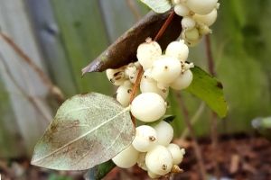 Snowberry fruit on the branch(© 2019 Jess Wilkin / LEAF)