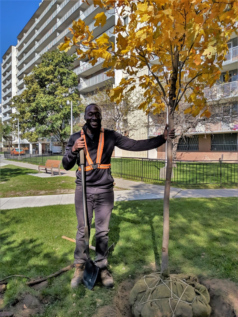 Man standing next to a maple tree with the ball root in a hole(© 2019 Lam Tran / LEAF)