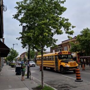 LEAF staff observing street tree(© 2019 Lam Tran / LEAF)