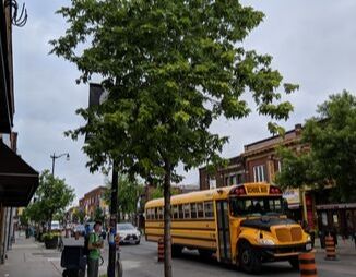 Street tree of Toronto