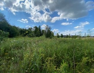 Open field with grasses, weeds and trees in the background