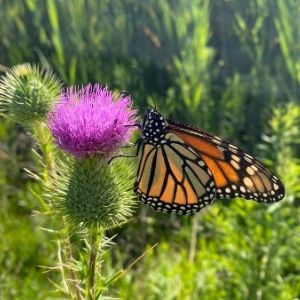 Monarch on a thistle(© 2020 Annabella Aoshana / LEAF)