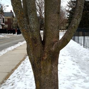 Multiple vertical branches coming out of a tree trunk(© 2020 Jess Wilkin / LEAF)