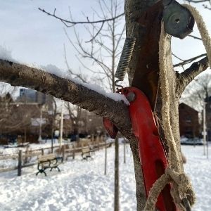 Pruner on a tree branch about to make a cut(© 2020 Jess Wilkin / LEAF)