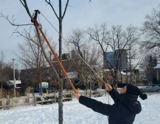 Woman with pruner cutting a branch