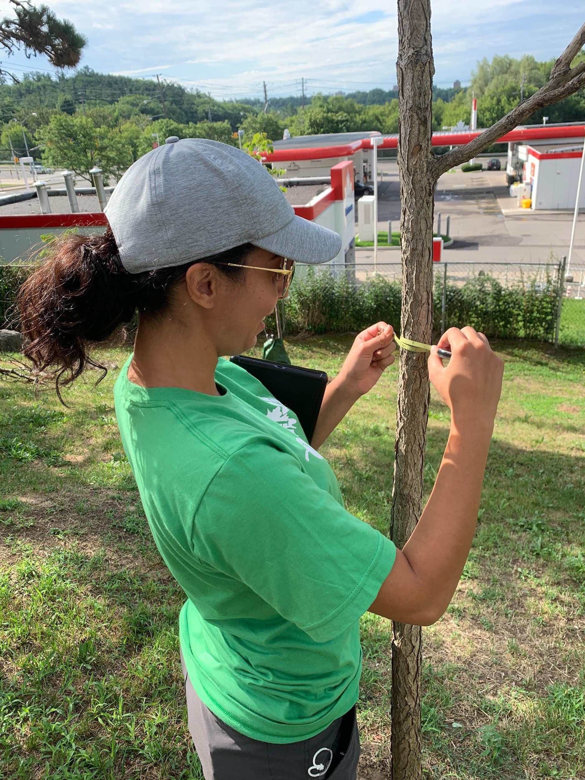 Annabella Aoshana, LEAF Stewardship Assistant, measuring the diameter of a Kentucky coffeetree at 110 Mornelle (© 2020 Maiesha Abdelmoula / LEAF)