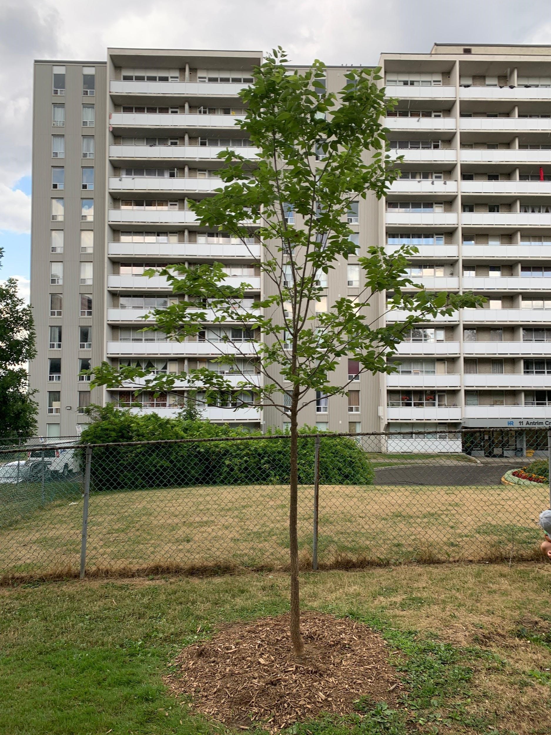 Mary Lou, the Hackberry, 6 Glamorgan Ave(© 2020 Maiesha Abdelmoula / LEAF)