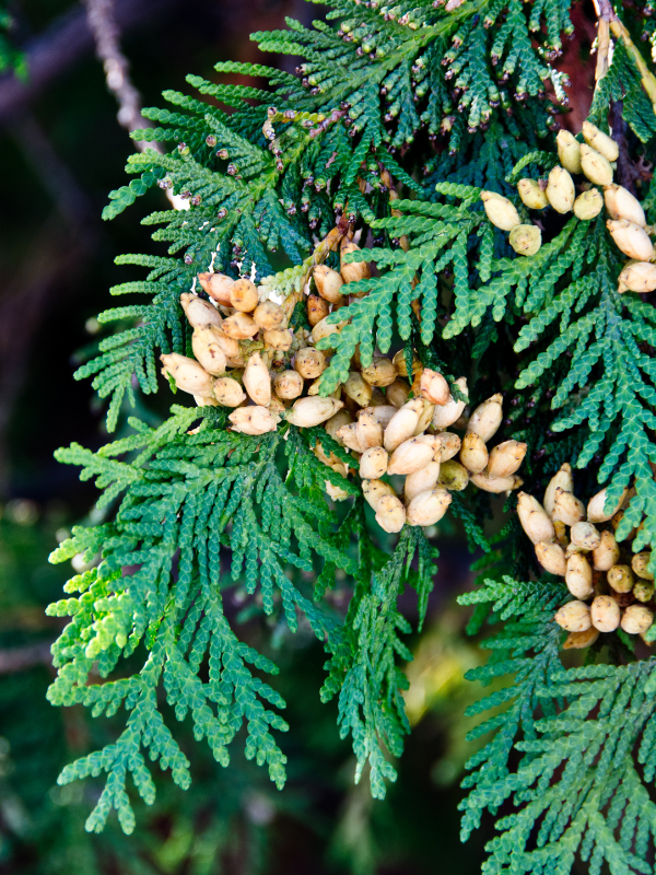 Eastern White Cedar(© 2022 / LEAF)