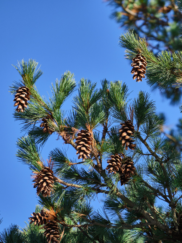 Eastern White Cedar(© 2023 LEAF)