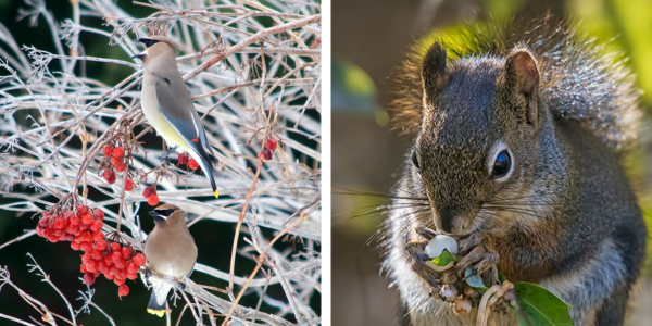 Split Image – Cedar Waxwings eating berries from a highbush cranberry shrub in winter (right). A squirrel eating the berry from a snowberry shrub (left).(Left: “Delicious Berries!”, by Distant Hill Gardens and Nature Trail, licensed under CC BY 2.0)