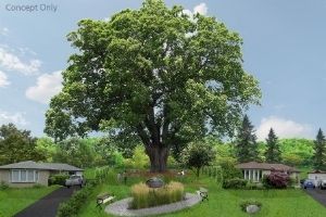 Red oak tree in the middle of parkette(© 2020 City of Toronto)