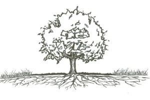 Sketch of a tree with wide underground root system