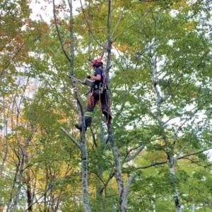 Natalie working as a climbing arborist(© 2020 Natalie Secen)