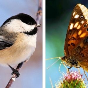 Collage of chickadee and hackberry butterfly