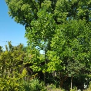 Tulip tree with surrounding greenery(© 2019 Adriana Rezai-Stevens / LEAF)