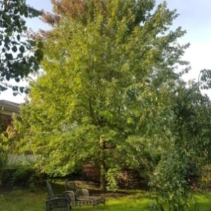 Tall Freeman maple in a backyard(© 2019 Adriana Rezai-Stevens / LEAF)